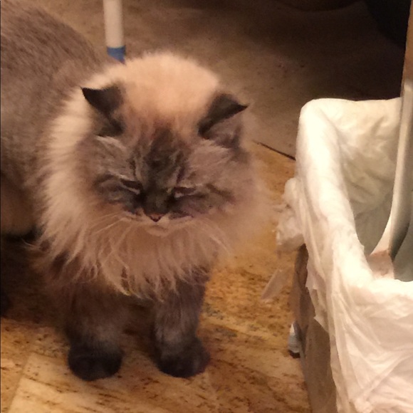 MEET ROE,I ENTERTAIN ONLY DECENT OFFERS ON MY LIST - Picture 7 of 8